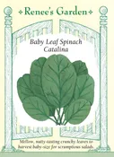 Baby Leaf Spinach - Catalina