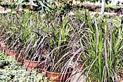 Fountain Grass (pennisetum)