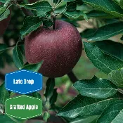 Arkansas Black Apple