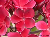 Abby’s Ruby-LIMITED!
