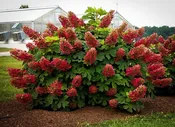 Ruby Slippers Oakleaf Hydrangea
