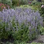 Agastache Blue Fortune #1 True