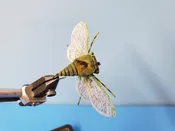 Annual Cicada Cutter Set
