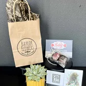 Sic the Semester Succulent
