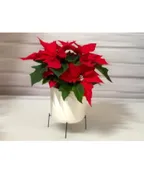BITTY POINSETTIA IN CONTEMPORARY POT