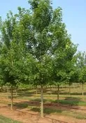 Acer x freemanii ‘Autumn Blaze’ Cal 1.0