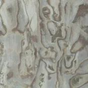 Abalone - WHF3179P.WT.0