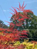 Acer palmatum 'English Lace' Upright Lace Leaf Japanese Maple