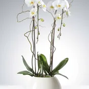 Two Stem Orchid Planter by BloomNation™