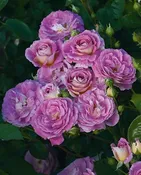 Arctic Blue™ — Weeks Roses