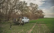 Buck Monster® Forage Awnless Wheat