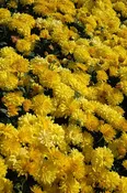 Garden Mum, Yellow