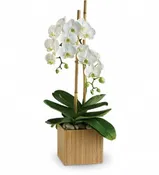 BEAUTIFUL DOUBLE ORCHID