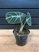 Alocasia “Black Velvet” 4" Pot — YELO APLE