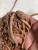 Maine Sea Worms (Annelids) | 6 Species Marine Biology Specimens | Gulf Of Maine, Inc.