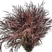 Agonis