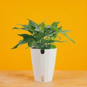 Baltic Blue Pothos | medium