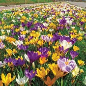2 Months of Flowering Crocus