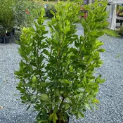 Clethra alnifolia 'Ruby Spice' (Pink Summersweet) Unity Grown