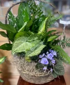 DISH GARDEN