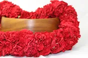 Double Carnation