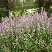 Agastache Blue Bayou 1 Gallon