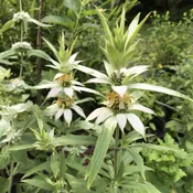 Monarda punctata