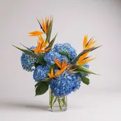Birds of Paradise & Blue Hydrangeas Arrangement – “Electric Coast”
