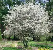 Amelanchier × grandiflora ‘Autumn Brilliance’