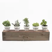 SUCCULENT FLIGHT — Portland Florist | AMANDA KARAM FLORAL Co.