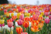 Big Ups® Premium Tulip Blend (100 Pack) | Colorblends® Exclusive — Burnside Farms