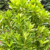 Anise