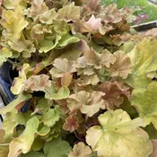 Heuchera villosa 'Caramel' (Coral Bells)