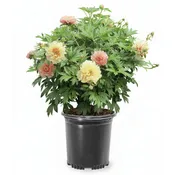Peony - Garden Candy® Summer Sunset Itoh