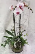 ORCHID PLANT