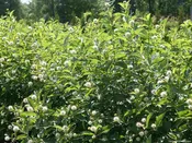 Cephalanthus o. Sugar Shack® 2.0