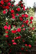 April Tryst Japanese Camellia