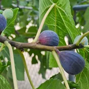 Black Mission Fig Tree