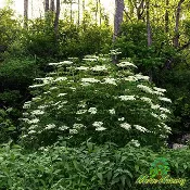Elderberry