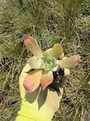 Dudleya pulverulenta 2" Plug — Native West Nursery - California Native Plants