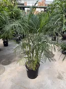 Seifrizeii Palm 14"