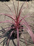10″/5G Cordyline Salsa