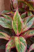 Aglaonema-Siam 6"