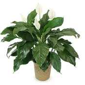 10" Peace Lily w/basket