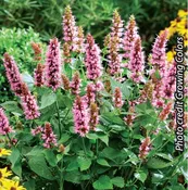 Agastache Beelicious Pink&reg;