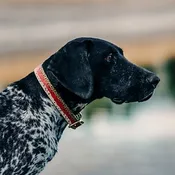 Waterproof Sporting Dog Collar