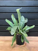 StagHorn Fern “Silver” 4” Pot — YELO APLE