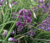 Allium cyathophorum var. farreri  Z 5-8