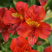 Alstromeria Red
