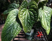 Anthurium radicans x luxurians